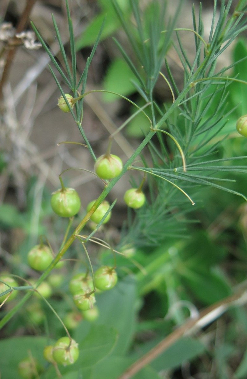 Asparagus oligoclonos photo 8