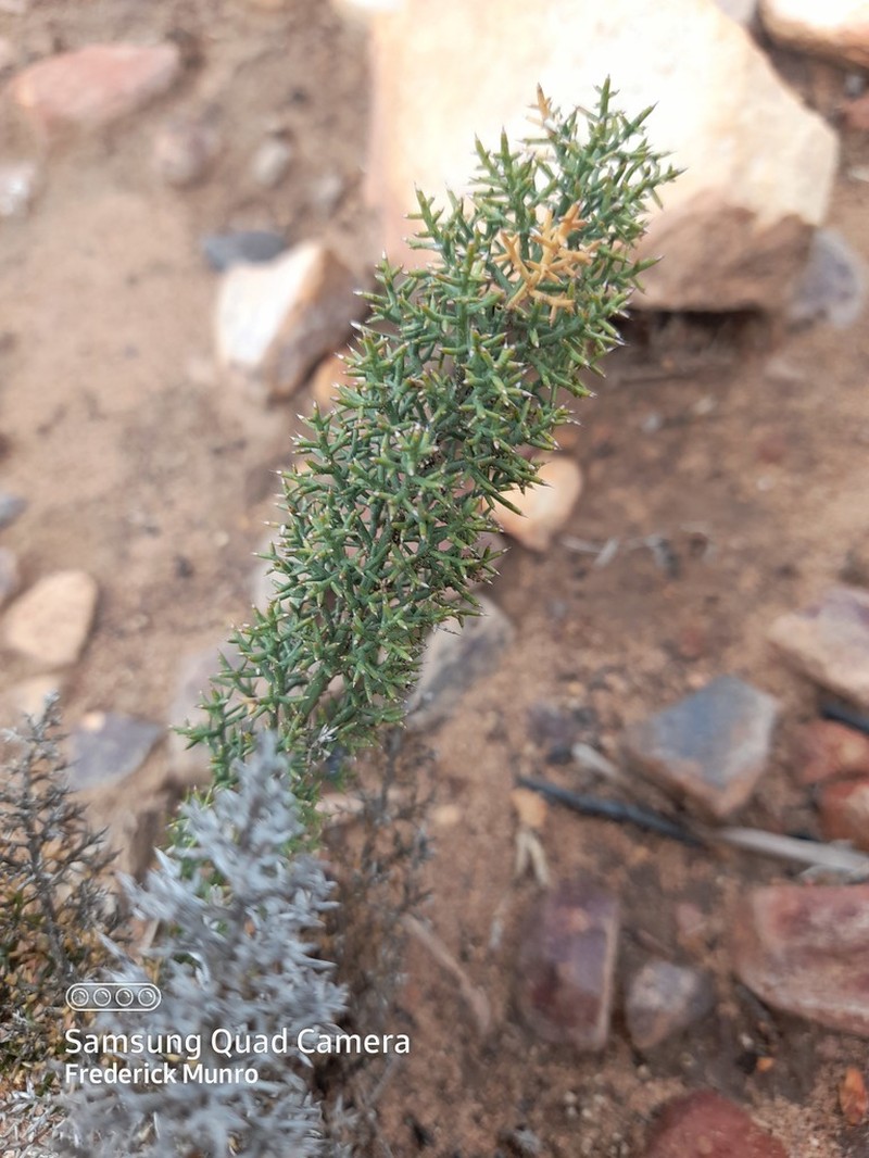 Asparagus oliveri