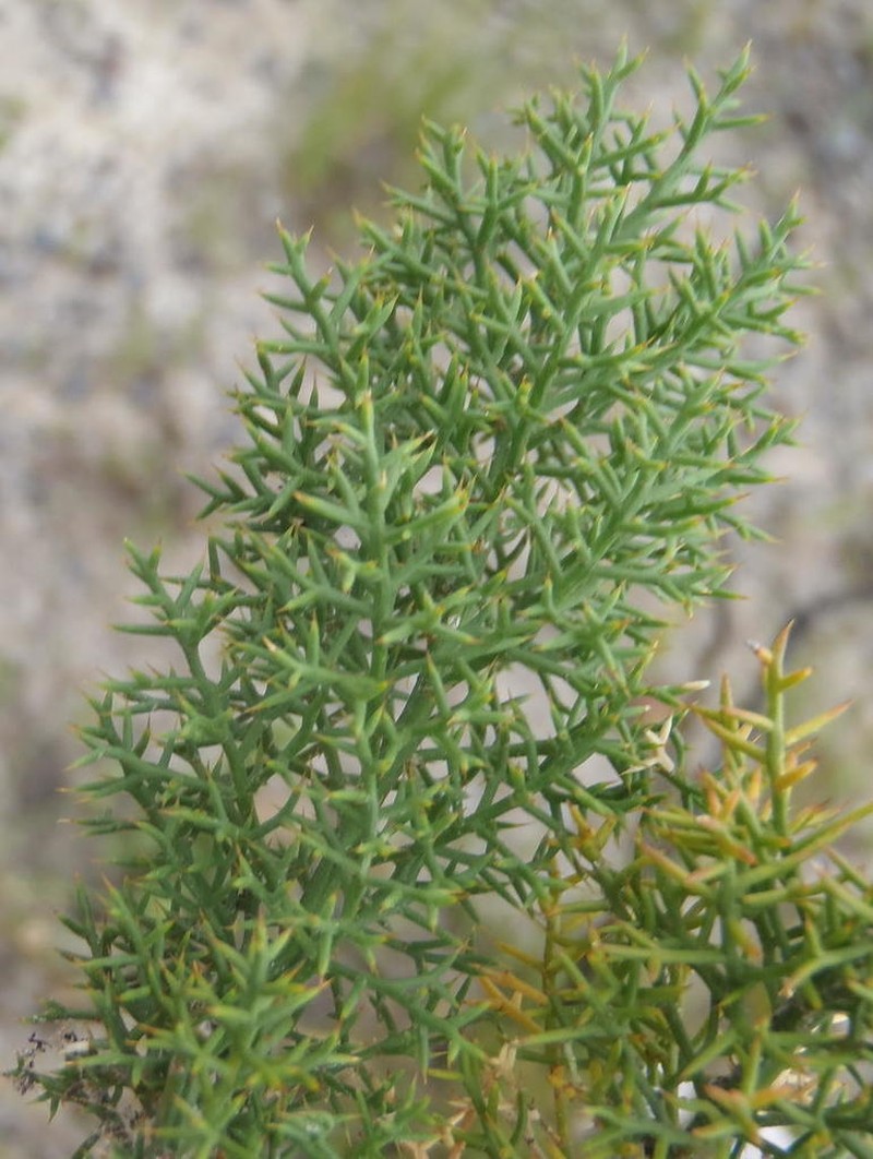 Asparagus oliveri photo 2