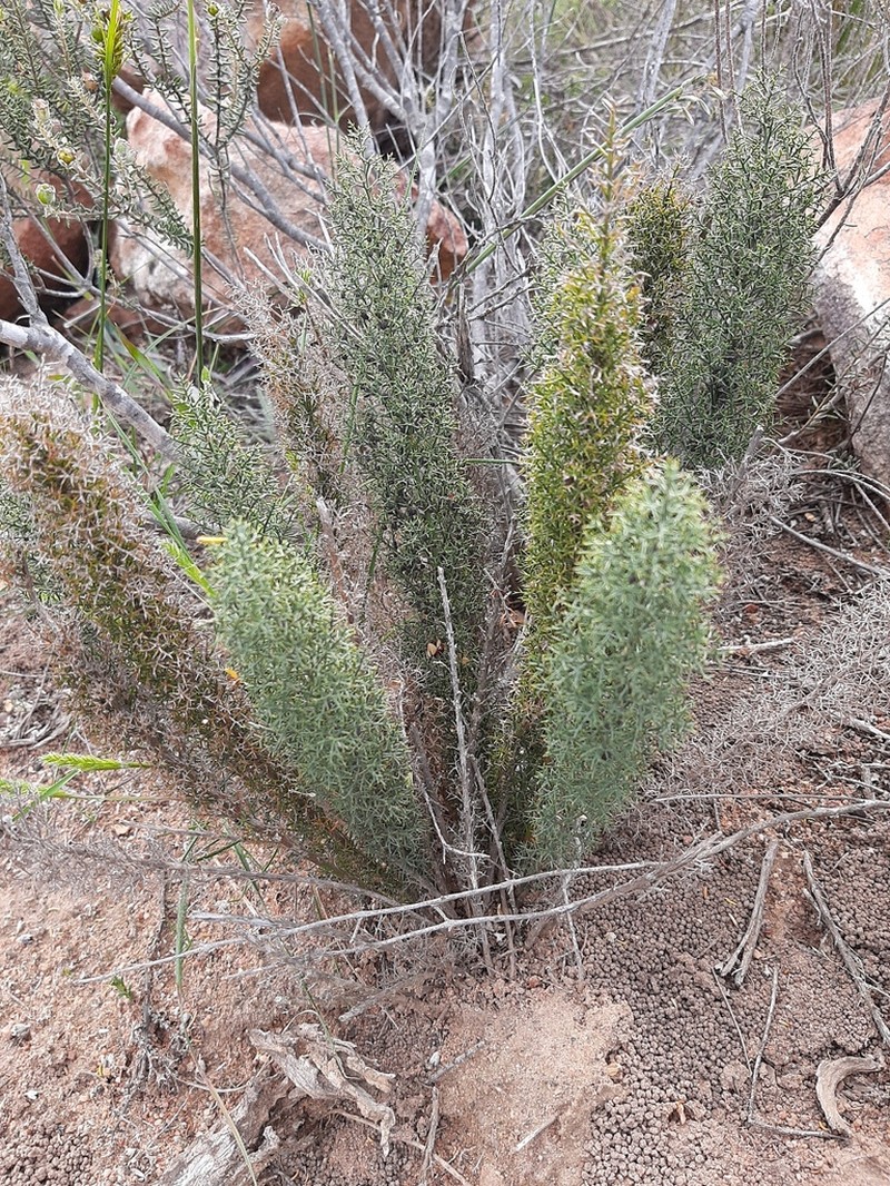 Asparagus oliveri photo 3