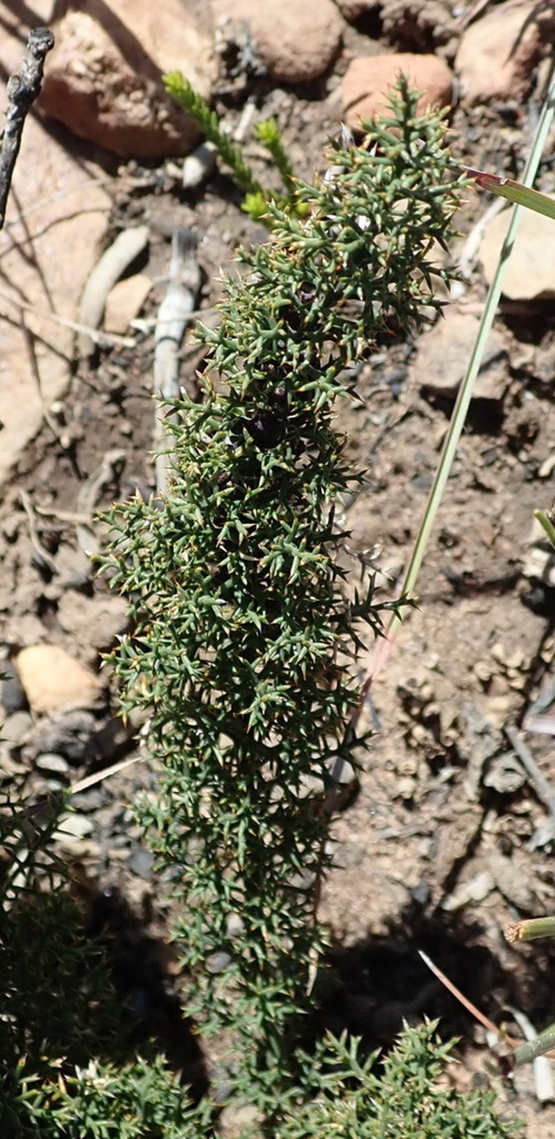 Asparagus oliveri photo 5