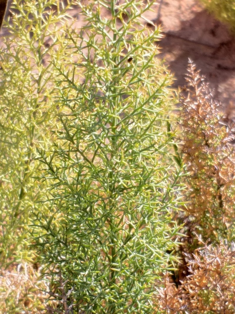 Asparagus oliveri photo 6