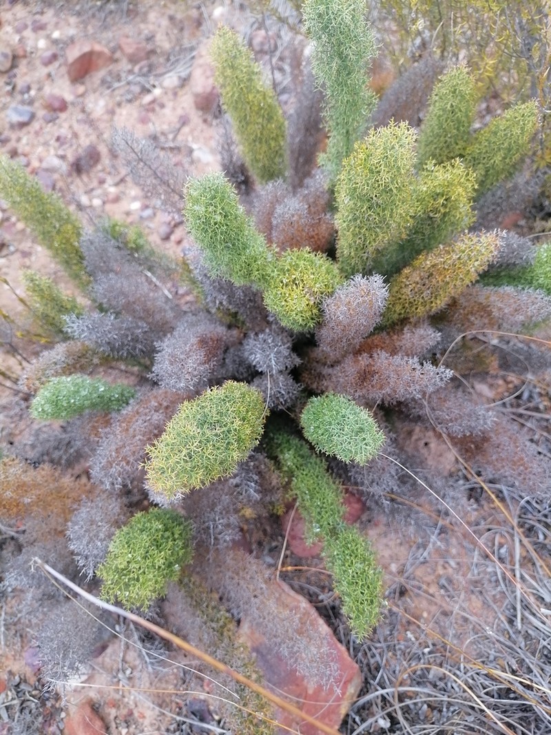 Asparagus oliveri photo 7