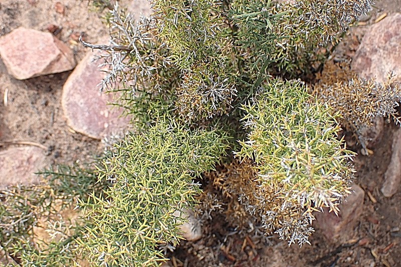 Asparagus oliveri photo 8