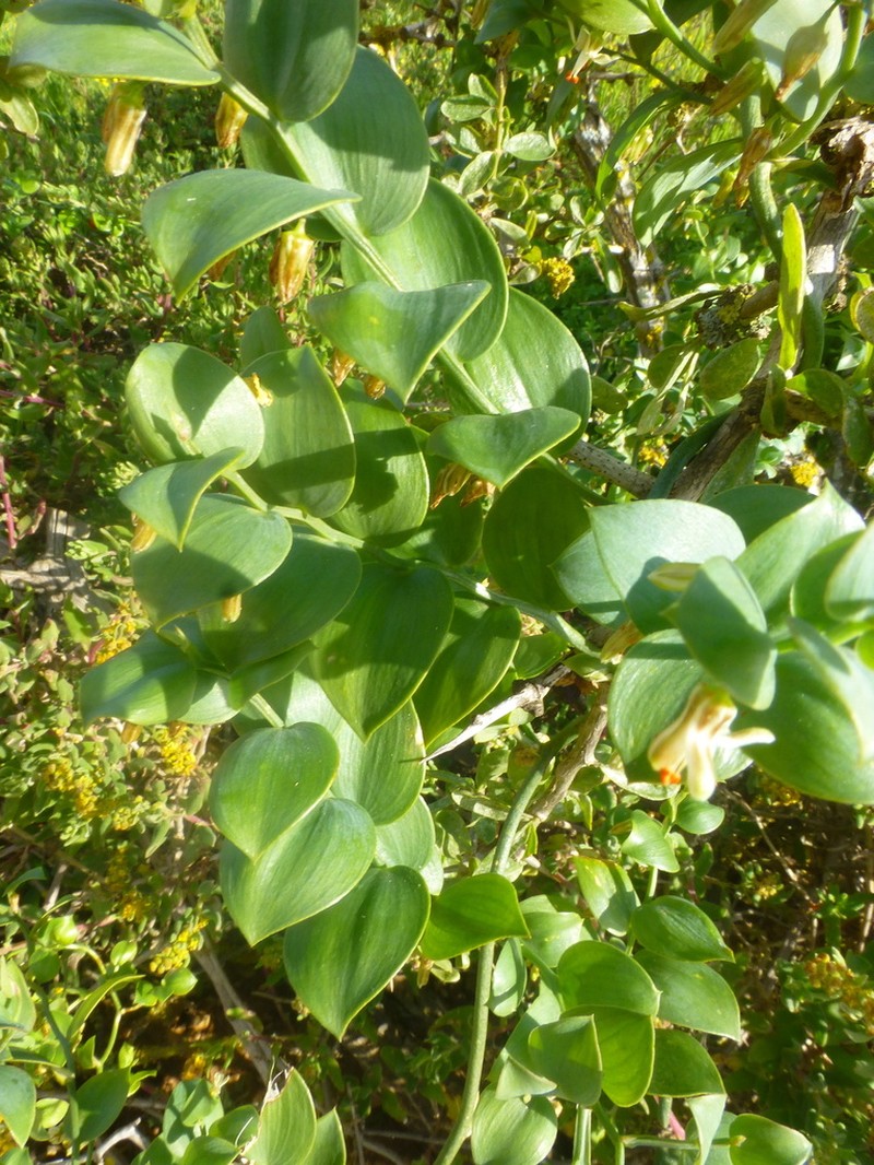Asparagus ovatus
