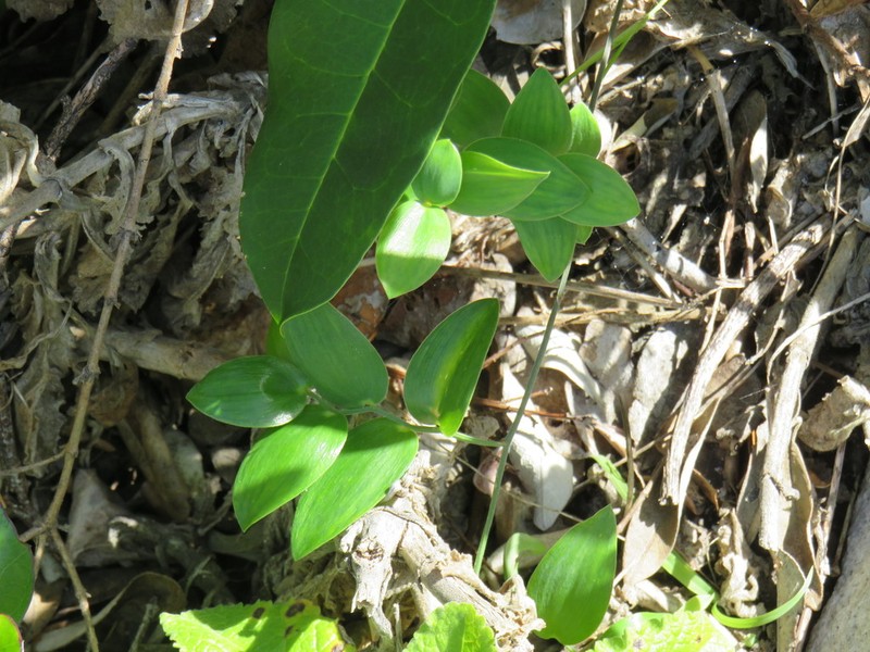 Asparagus ovatus photo 4
