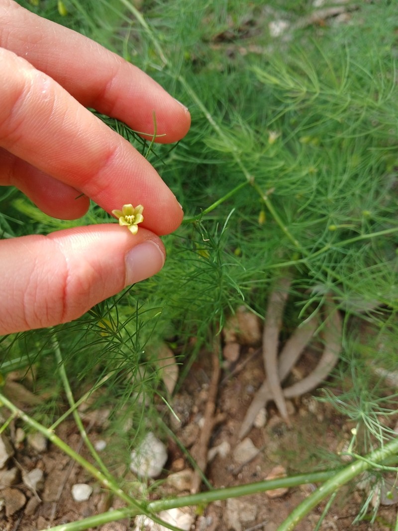 Asparagus palaestinus photo 2