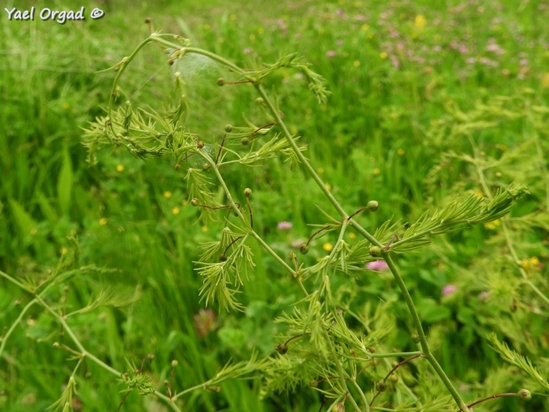 Asparagus palaestinus photo 3