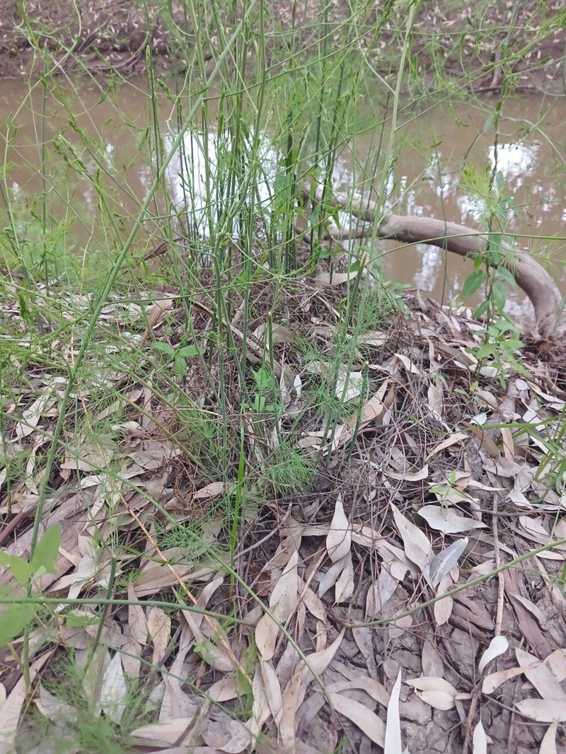 Asparagus palaestinus photo 4