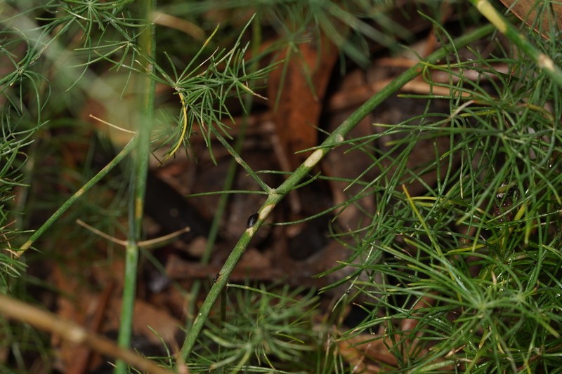 Asparagus palaestinus photo 5