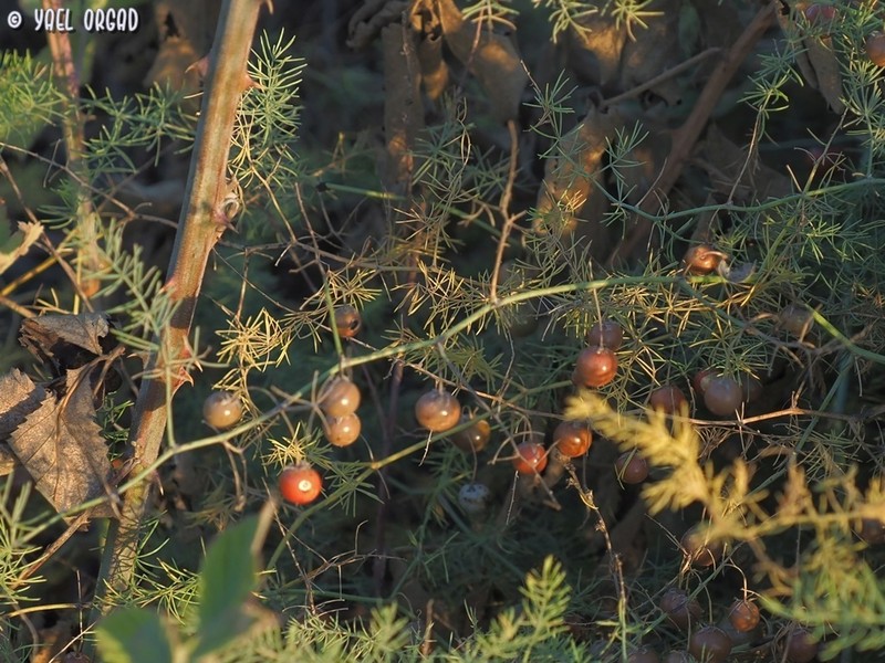 Asparagus palaestinus photo 6