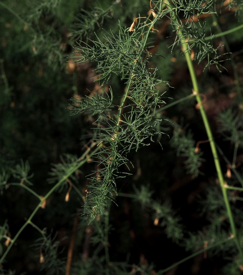 Asparagus palaestinus photo 8