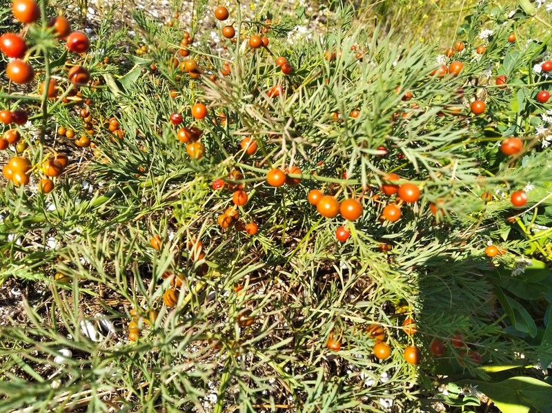 Asparagus pallasii
