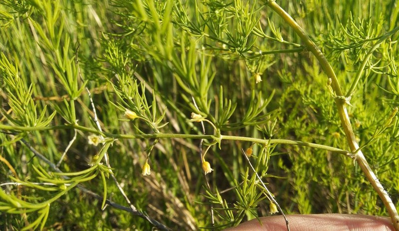 Asparagus pallasii photo 2
