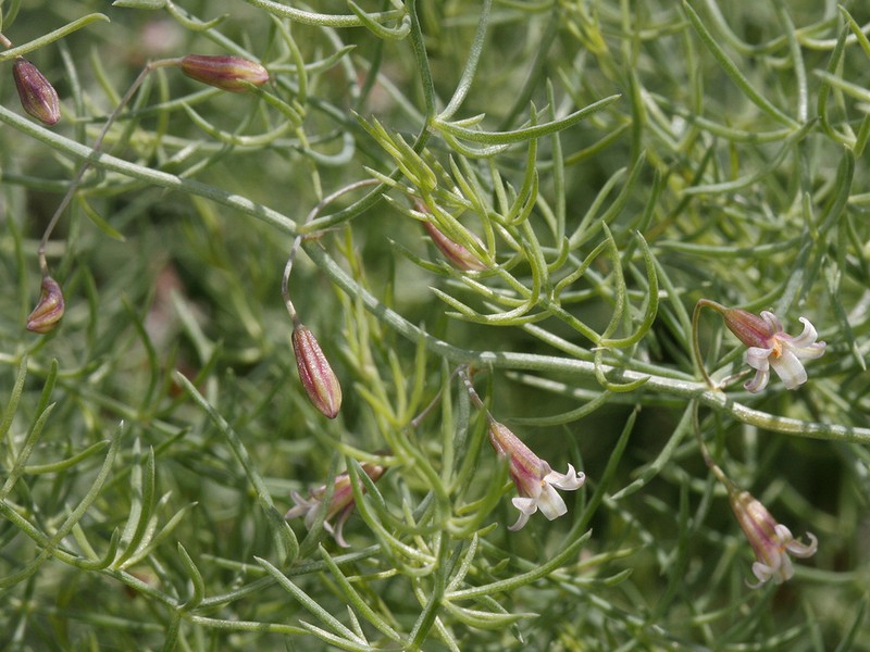 Asparagus pallasii photo 3