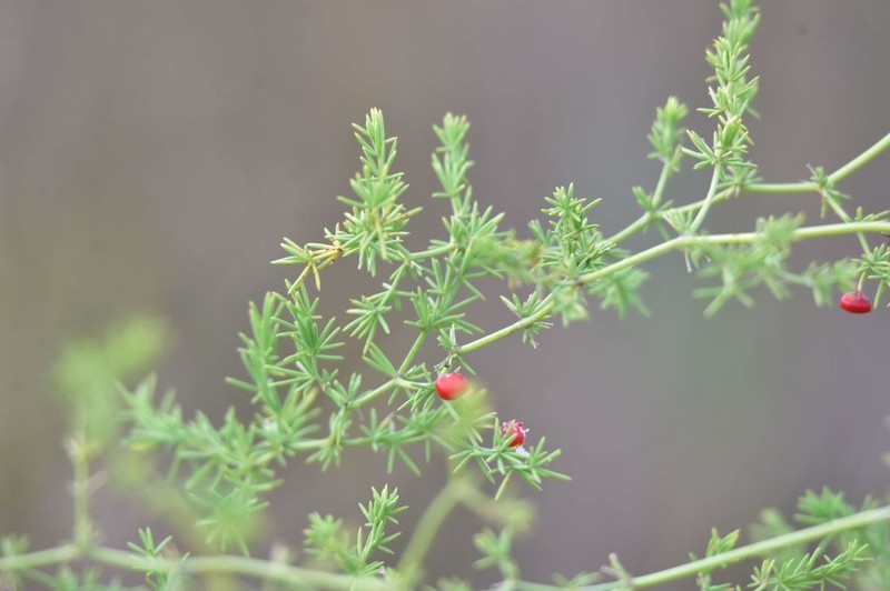 Asparagus pallasii photo 4