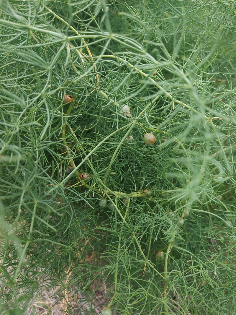 Asparagus pallasii photo 5
