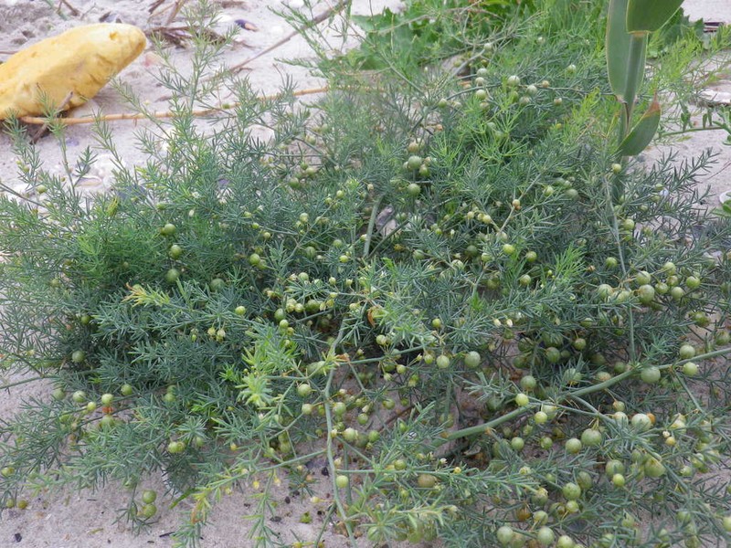 Asparagus pallasii photo 6