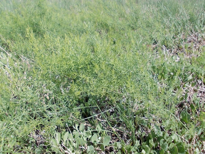 Asparagus pallasii photo 7