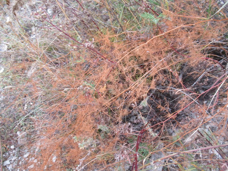 Asparagus pallasii photo 8