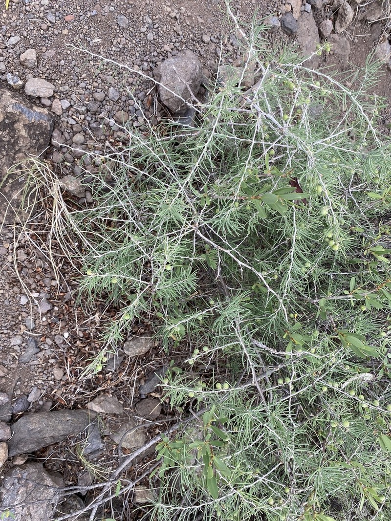 Asparagus pastorianus