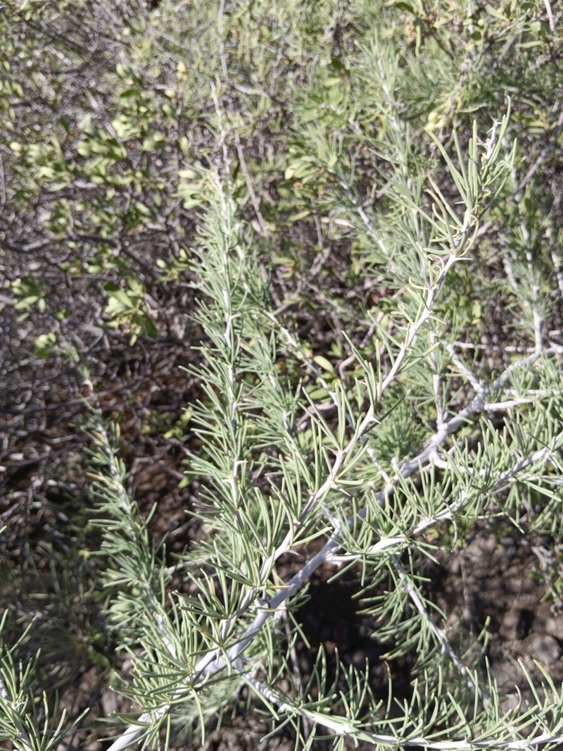 Asparagus pastorianus photo 2