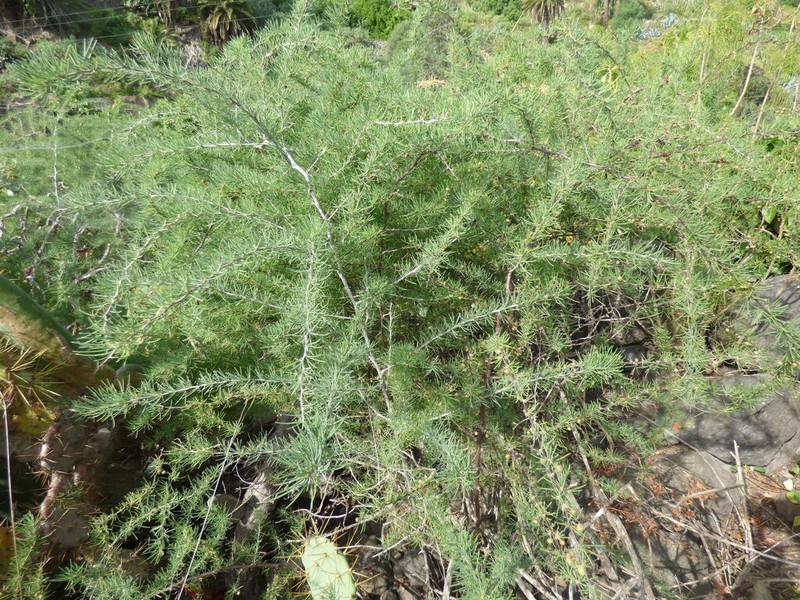 Asparagus pastorianus photo 3