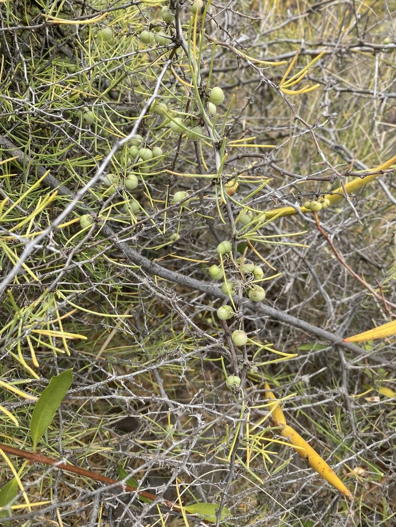 Asparagus pastorianus photo 5