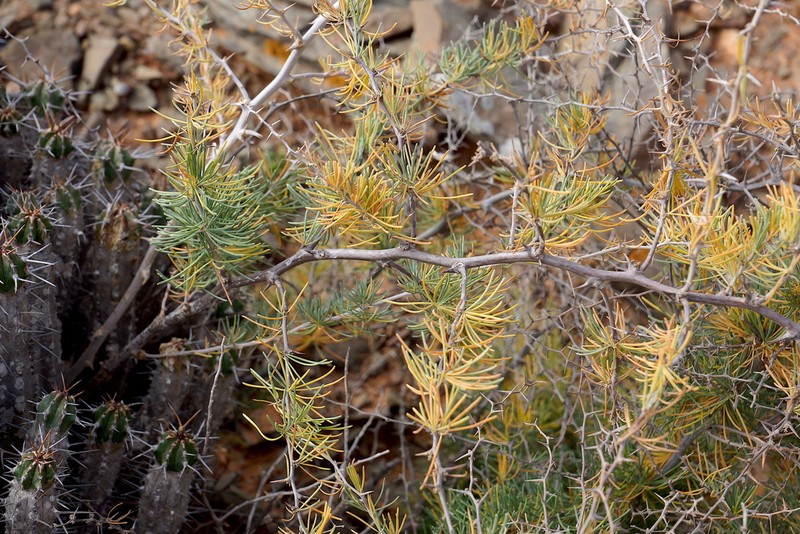 Asparagus pastorianus photo 6