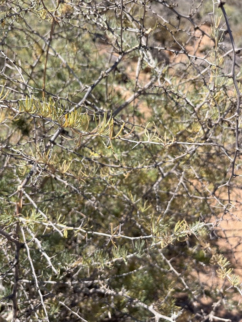 Asparagus pastorianus photo 7