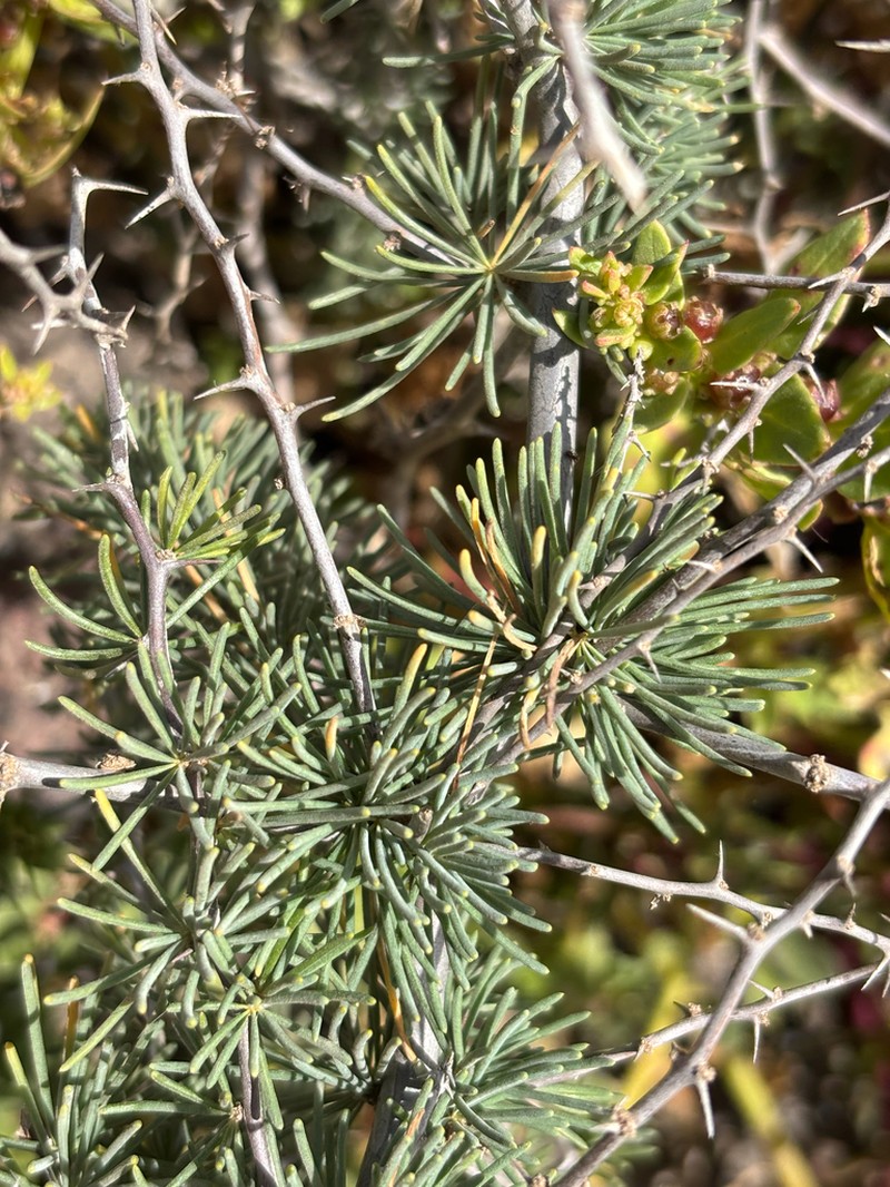 Asparagus pastorianus photo 8