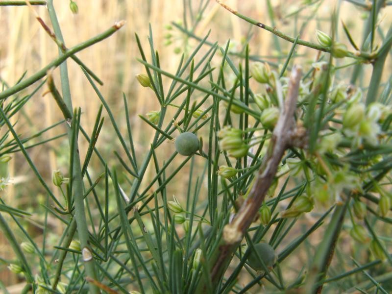 Asparagus pearsonii
