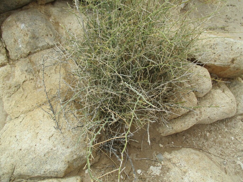 Asparagus pearsonii photo 2