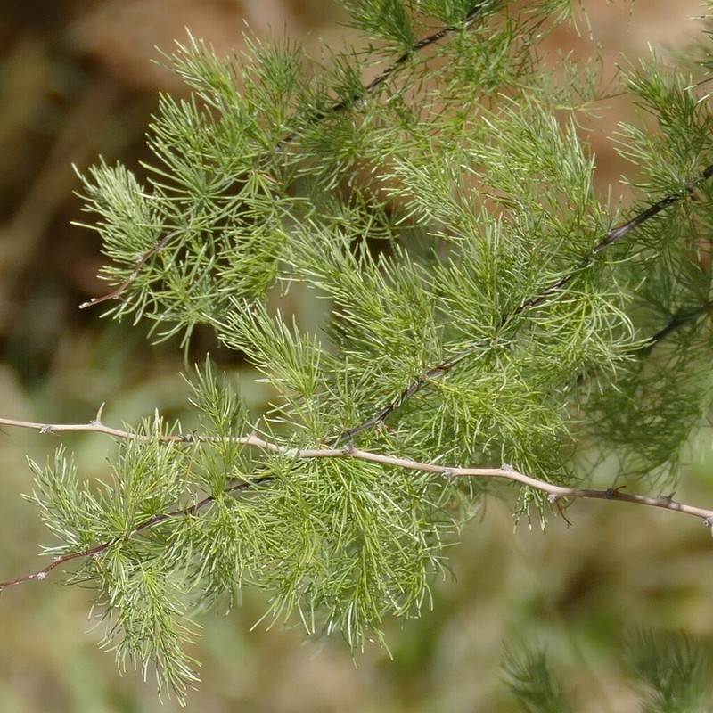 Asparagus pearsonii photo 3