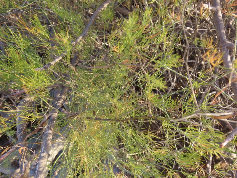 Asparagus pearsonii photo 4