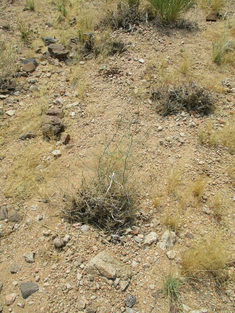Asparagus pearsonii photo 7