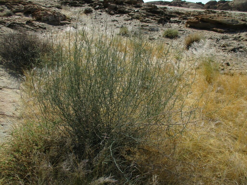 Asparagus pearsonii photo 8