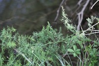 Asparagus persicus