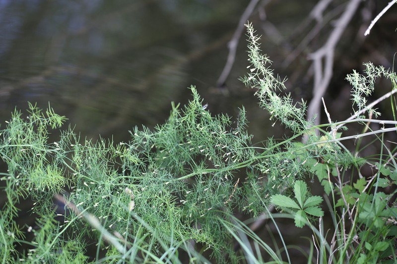 Asparagus persicus