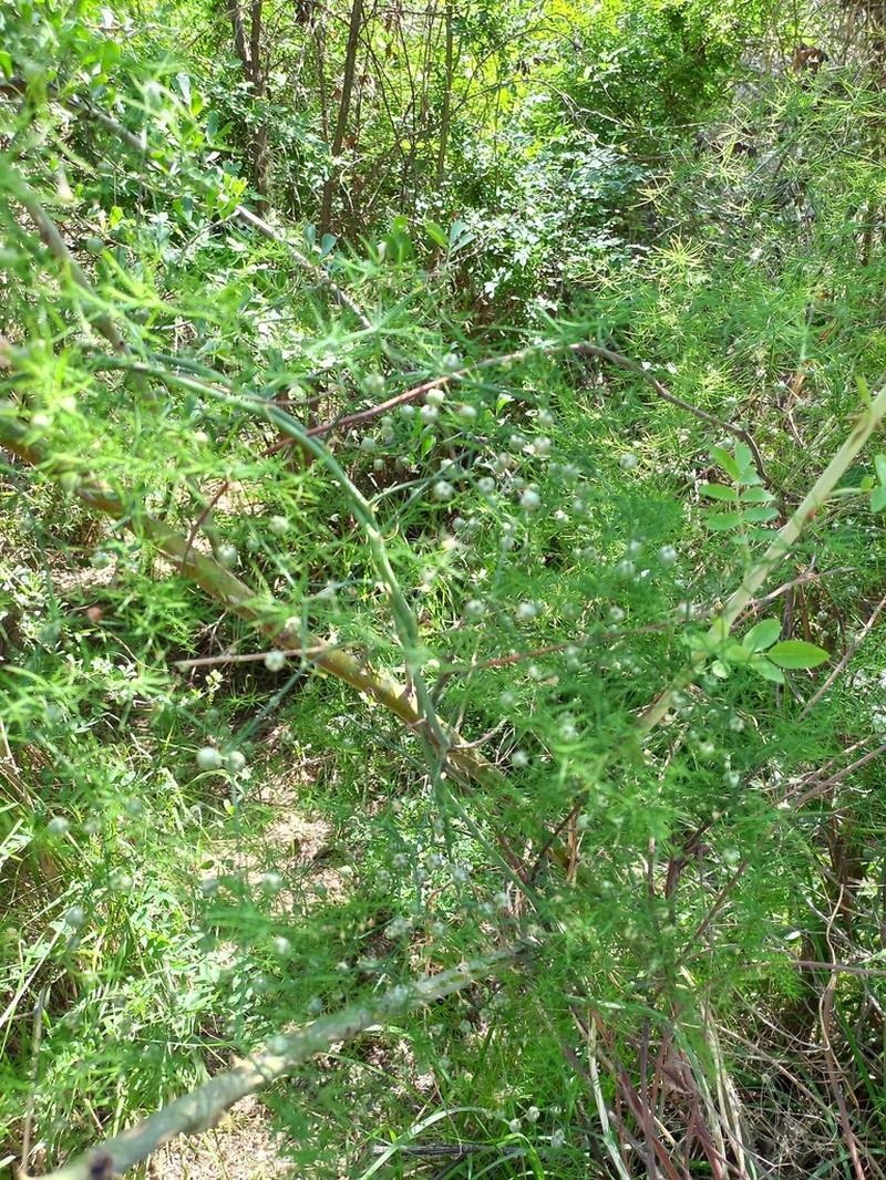 Asparagus persicus photo 2