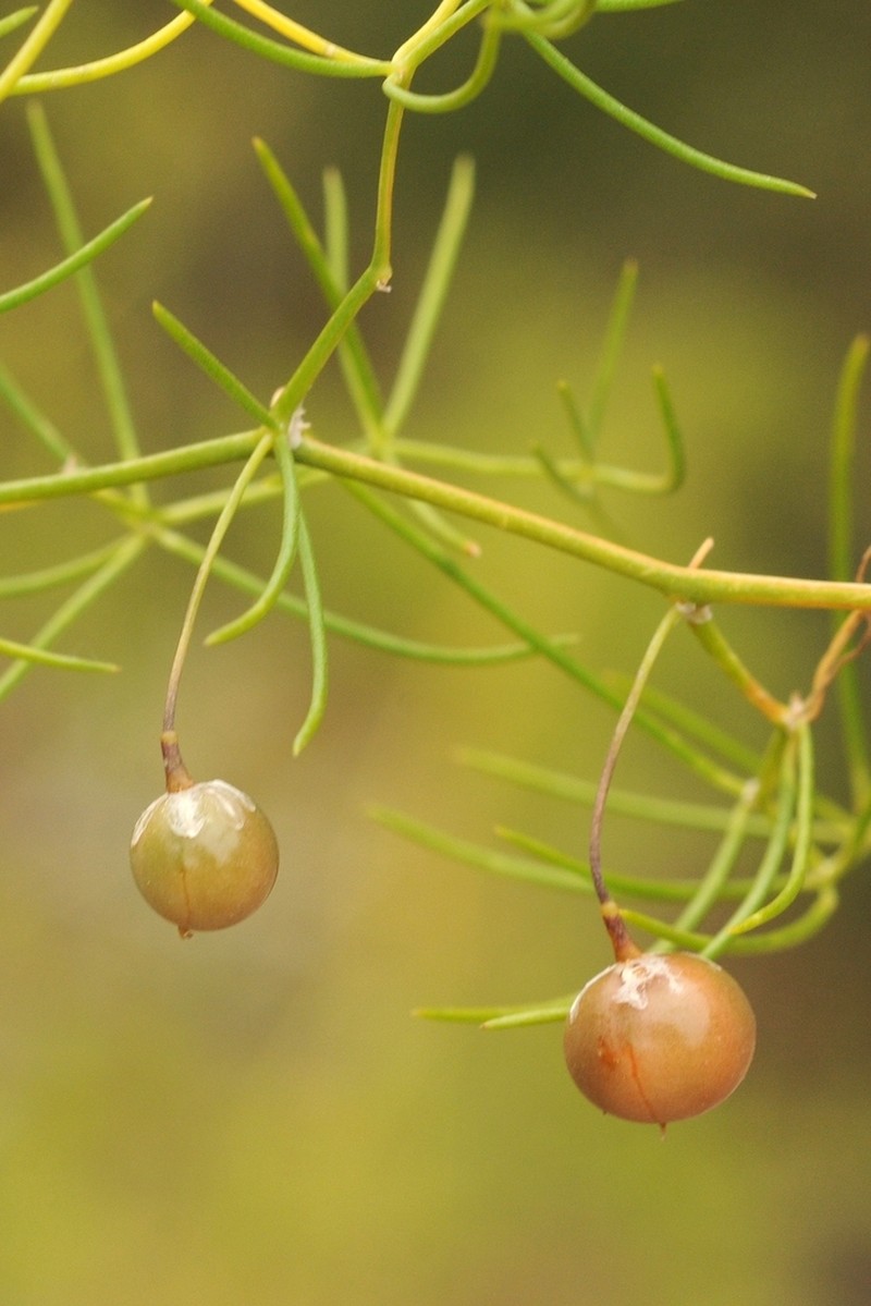 Asparagus persicus photo 3