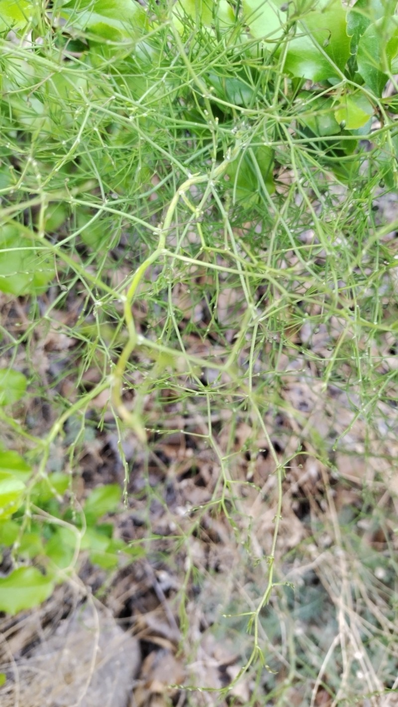 Asparagus persicus photo 4