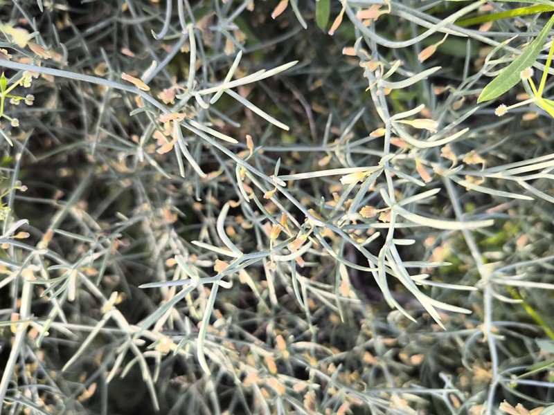 Asparagus persicus photo 5