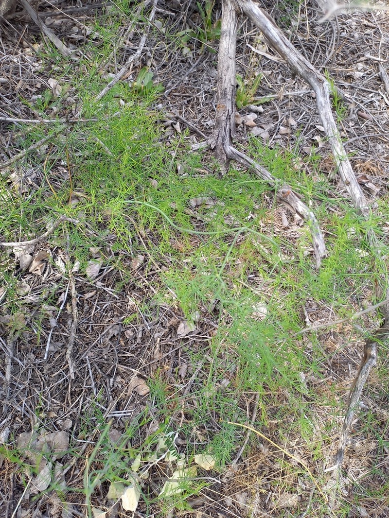 Asparagus persicus photo 6