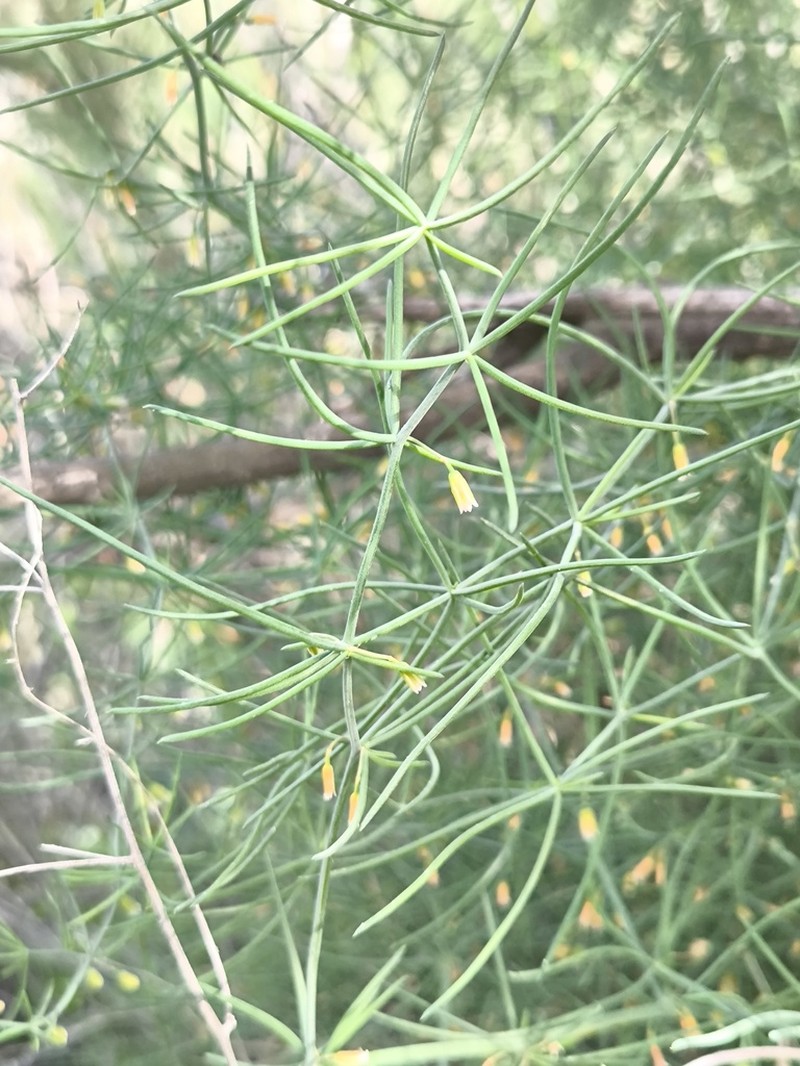 Asparagus persicus photo 7
