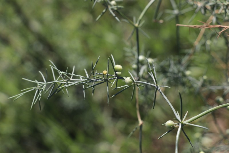 Asparagus persicus photo 8