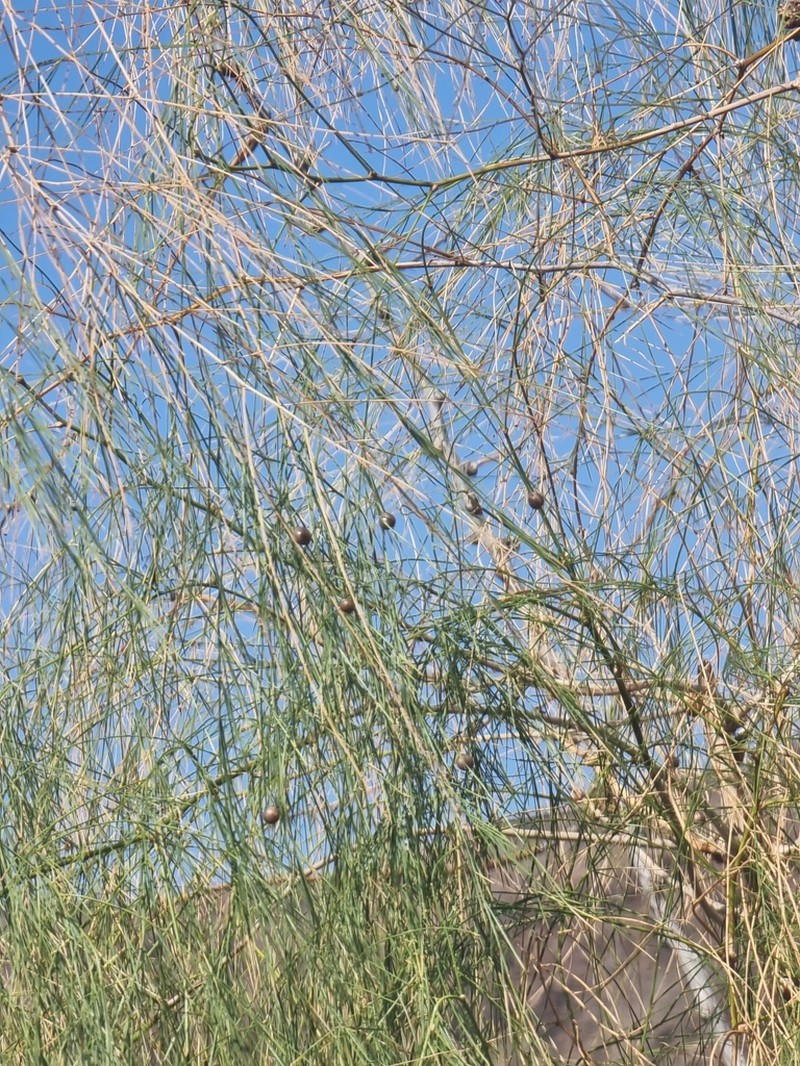 Asparagus plocamoides