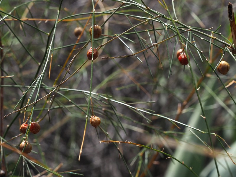 Asparagus plocamoides photo 2