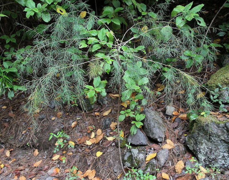 Asparagus plocamoides photo 3
