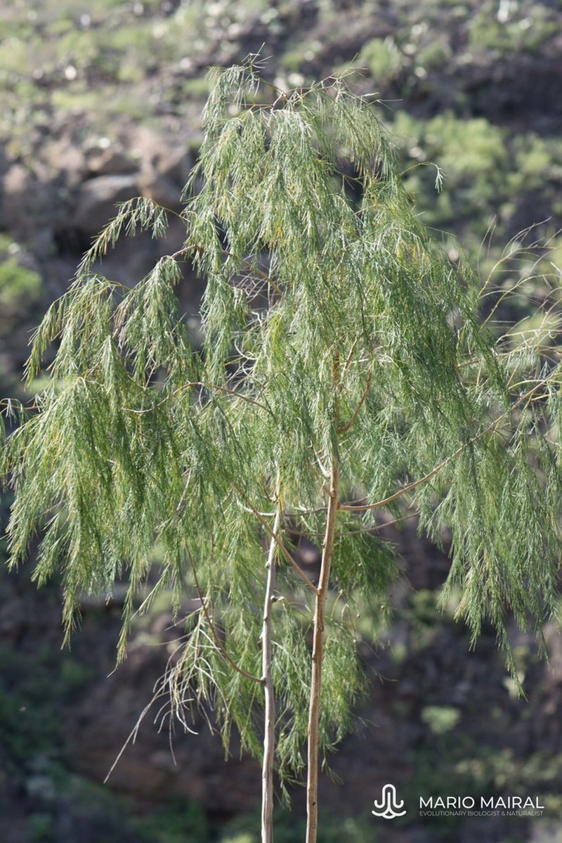 Asparagus plocamoides photo 4